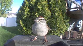 white-crowned sparrow