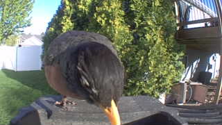 american robin