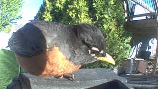 american robin