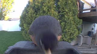 dark-eyed junco