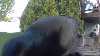 common grackle