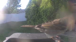 house sparrow