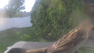 house sparrow