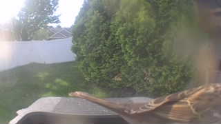 song sparrow