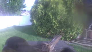 song sparrow