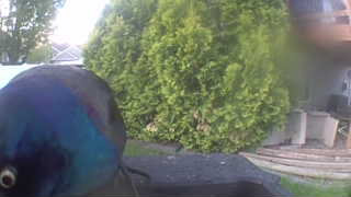 common grackle