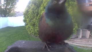 common grackle