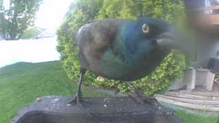 common grackle
