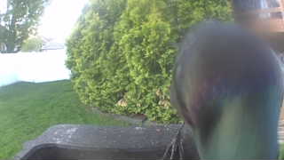 mallard