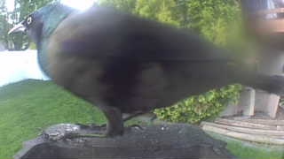 common grackle