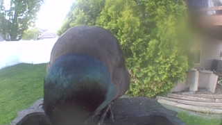 common grackle