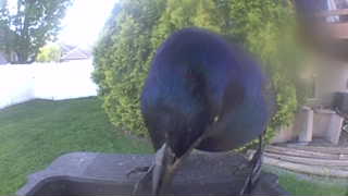 common grackle