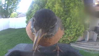 american robin