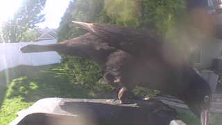 american crow