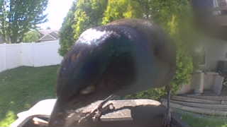 mallard