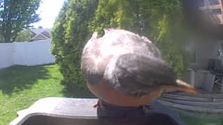 american robin