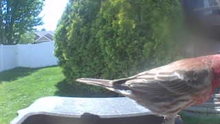 house finch