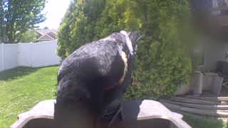 red-winged blackbird