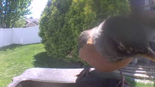 american robin