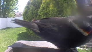 red-winged blackbird