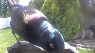 european starling
