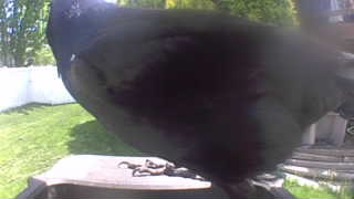 american crow
