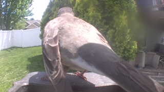 mourning dove