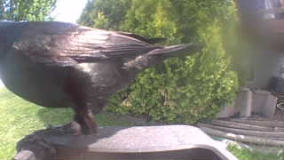 american crow