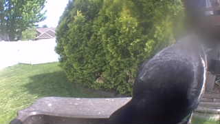 rock pigeon