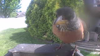 american robin