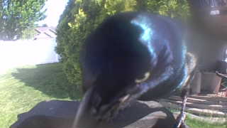 common grackle