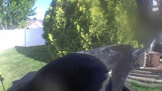black-capped chickadee