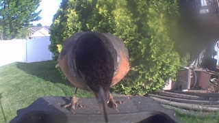 american robin