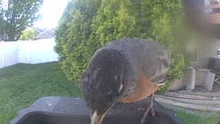 american robin