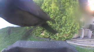 Unidentified clip