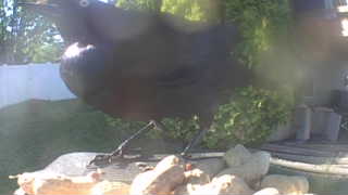 common raven
