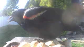 red-winged blackbird