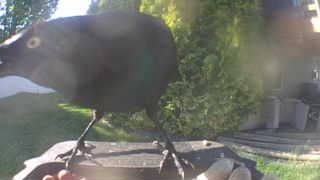 common grackle