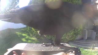 common raven