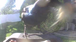 common grackle