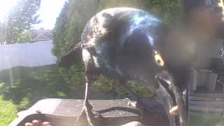common grackle