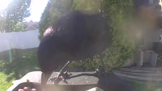 american crow