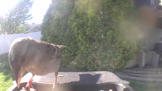 Unidentified clip