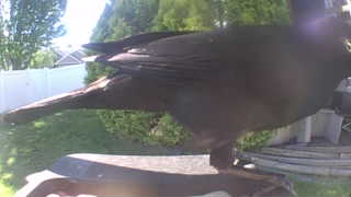 american crow
