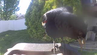 european starling