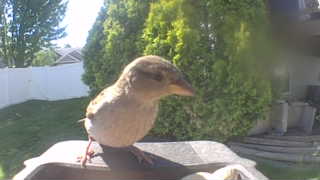 house sparrow