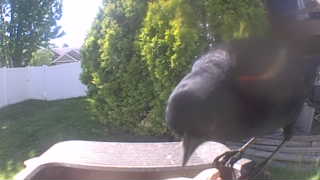 red-winged blackbird