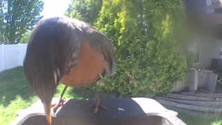 american robin