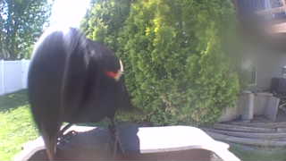 red-winged blackbird