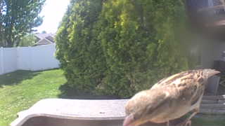 house sparrow